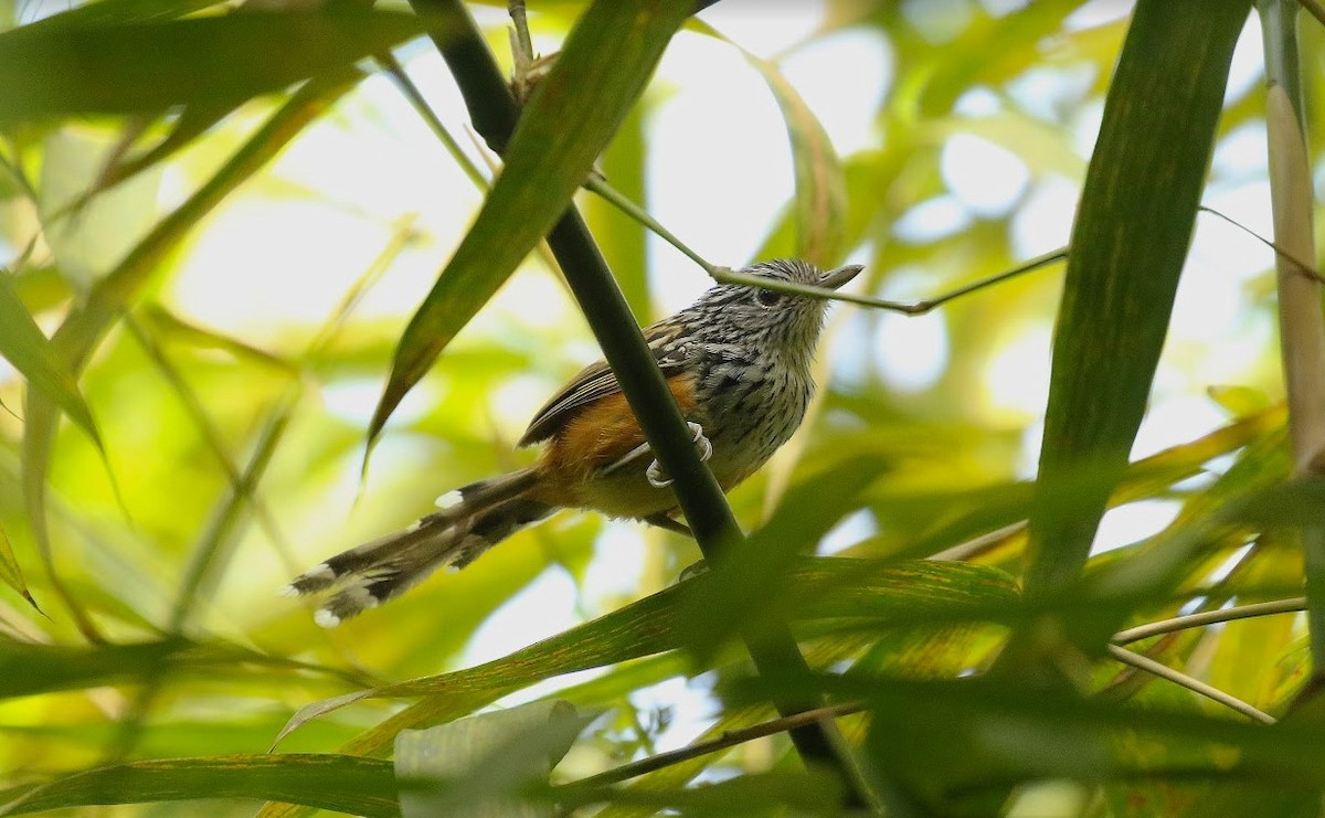 Santa Marta Antbird - ML640914971