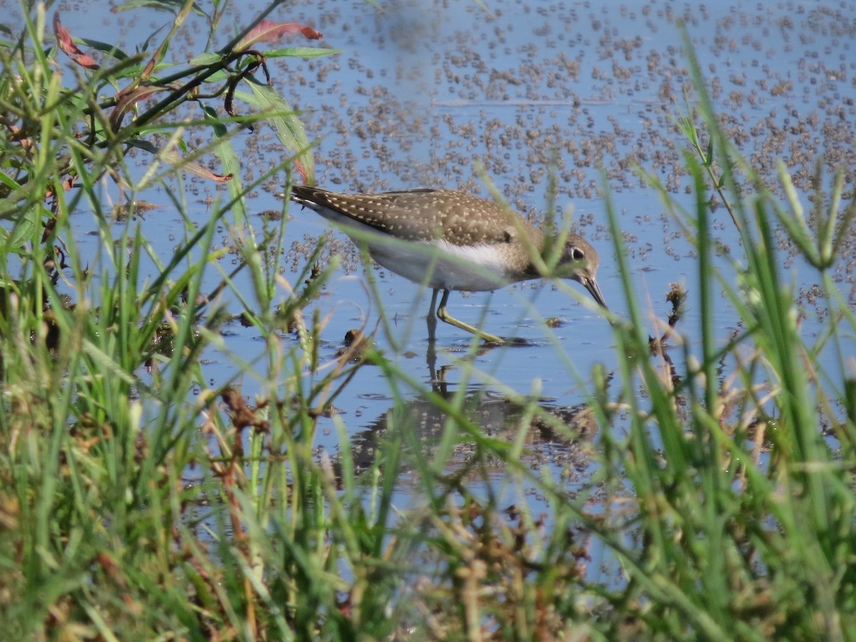 Solitary Sandpiper - ML640914988