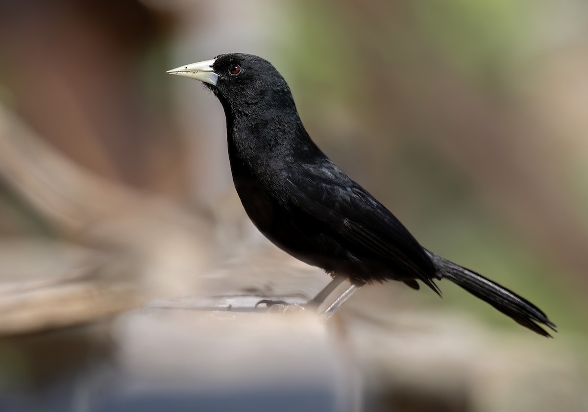 Solitary Black Cacique - ML640915007