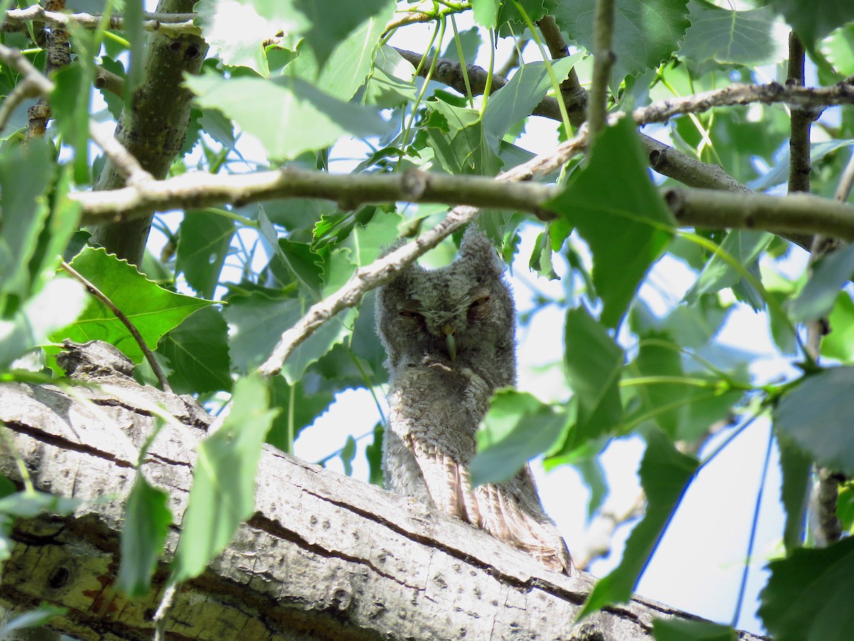 Eastern Screech-Owl - ML64091501