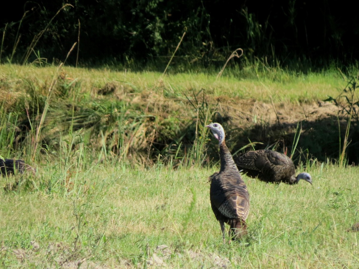 Wild Turkey - ML640915010