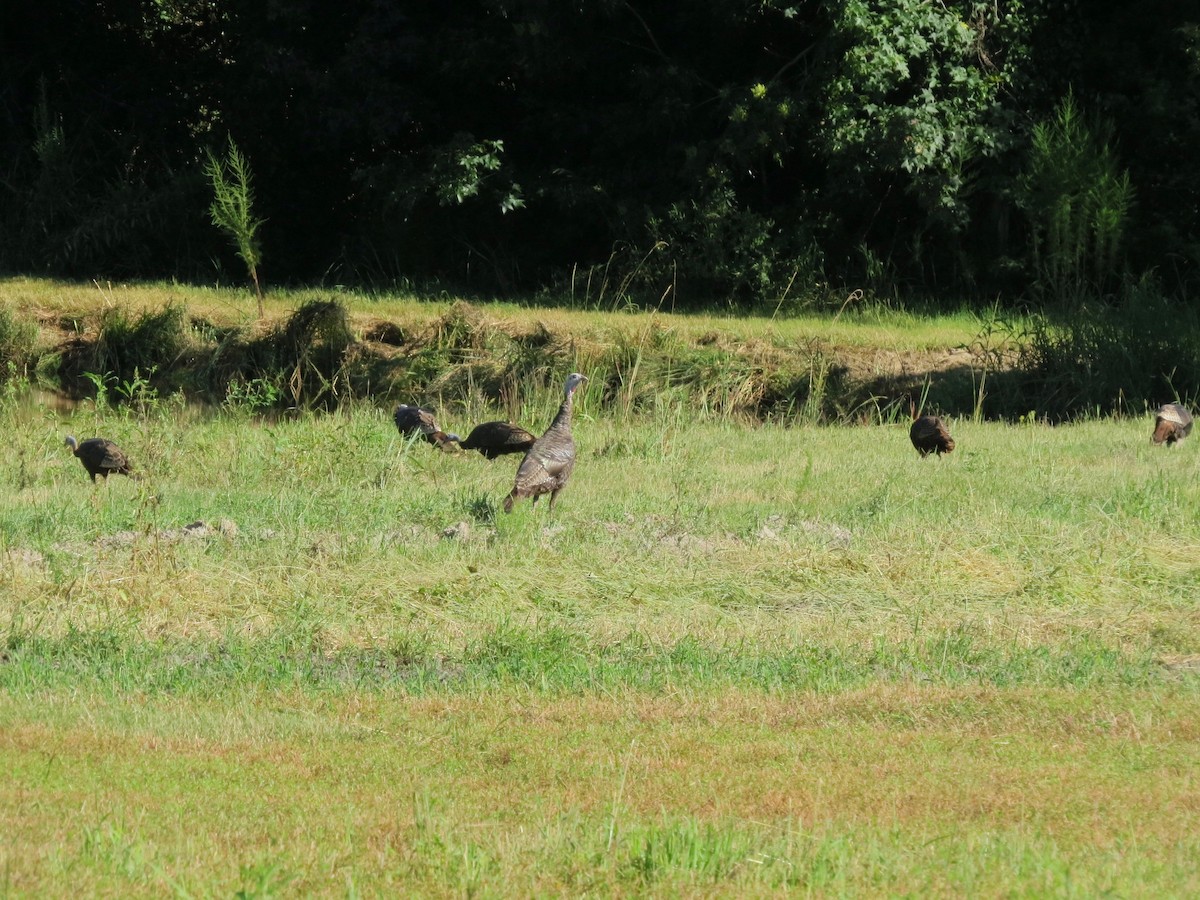 Wild Turkey - ML640915011