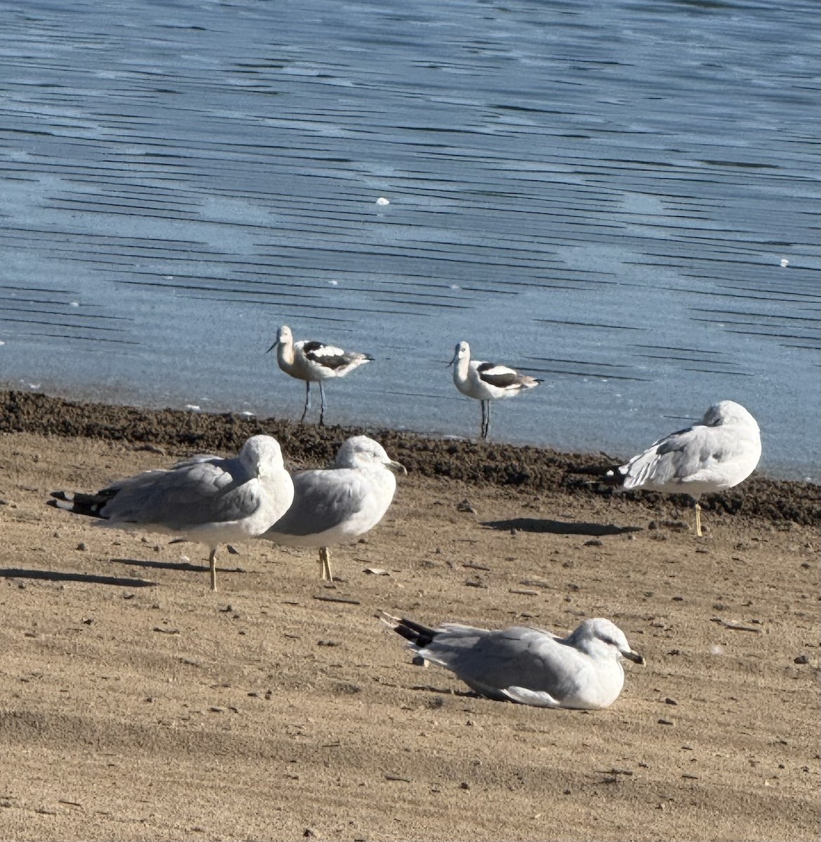American Avocet - ML640915035