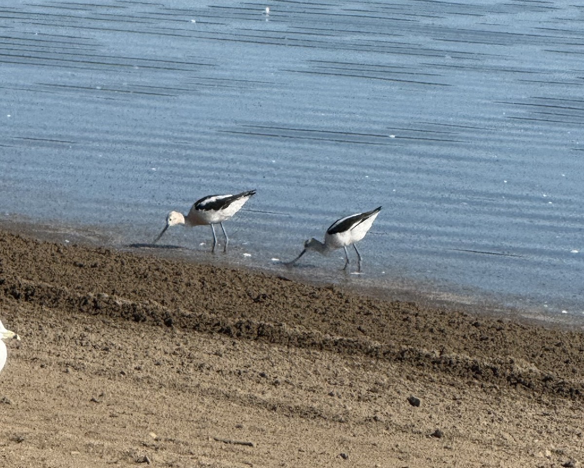 American Avocet - ML640915036