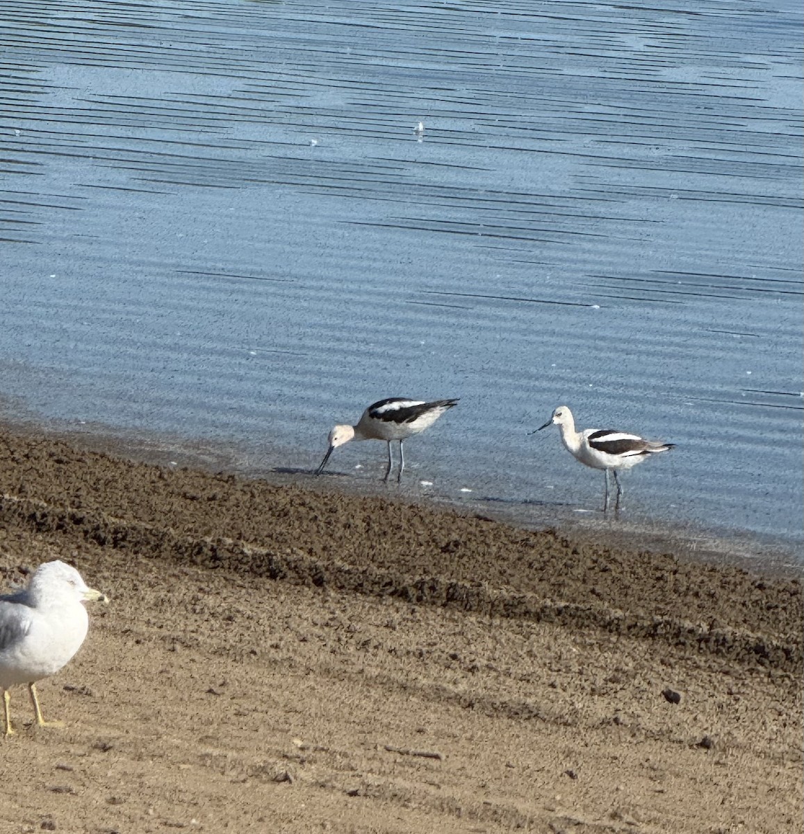 American Avocet - ML640915037