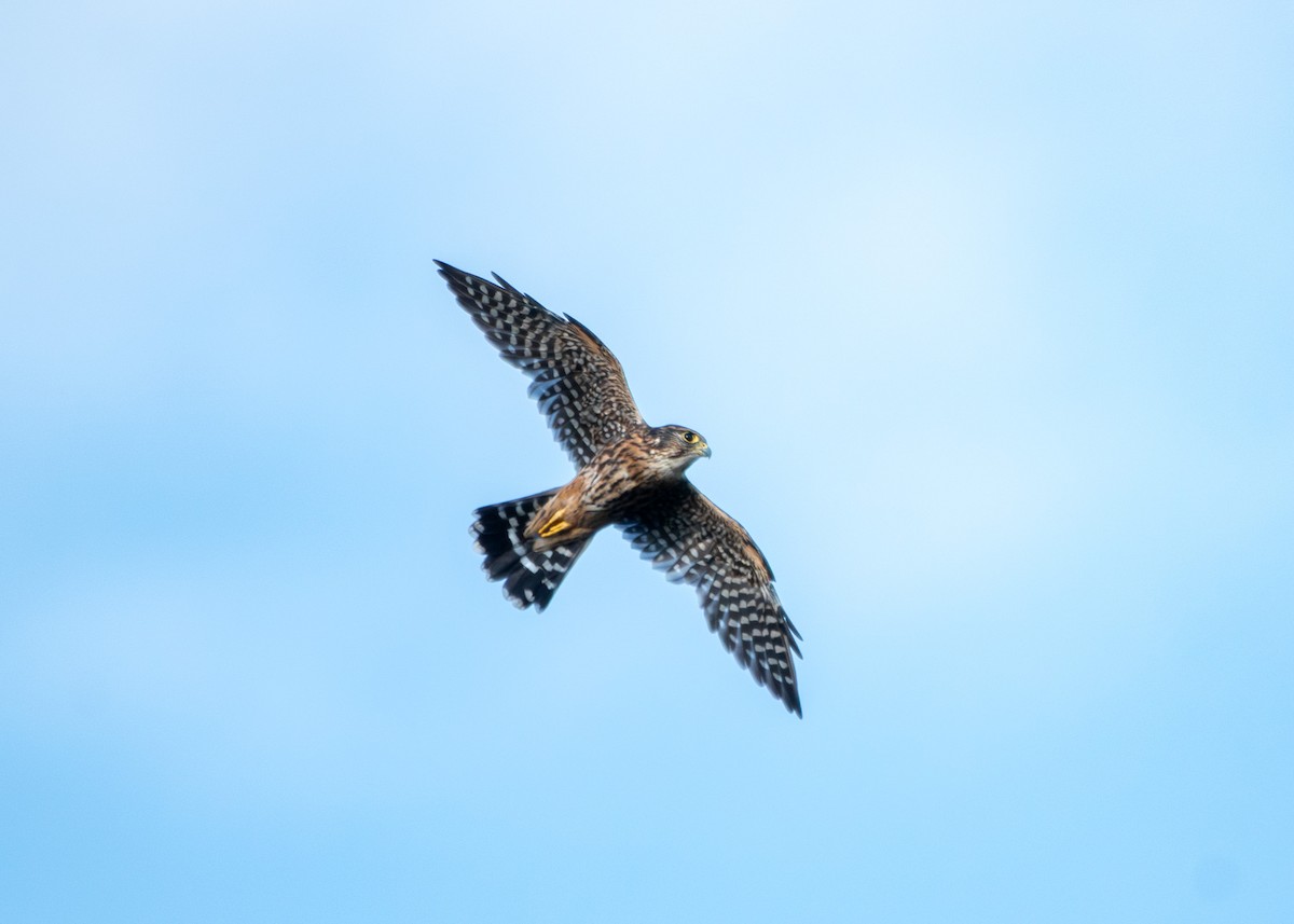 Merlin - ML640915116