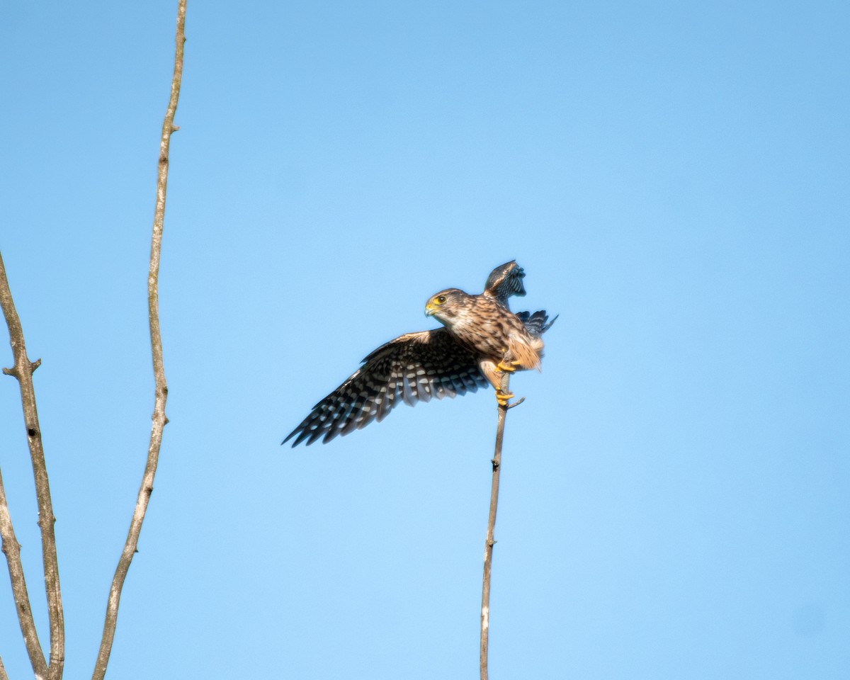Merlin - ML640915117