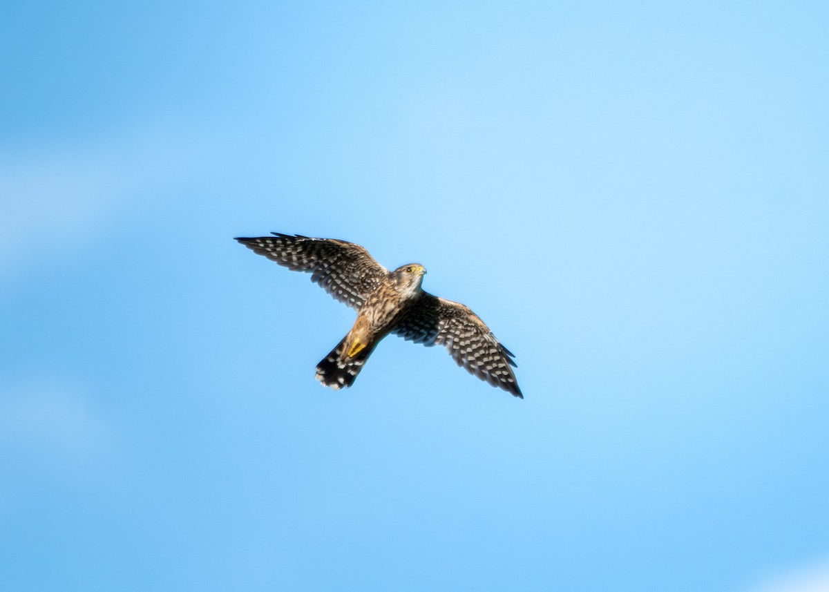 Merlin - ML640915118