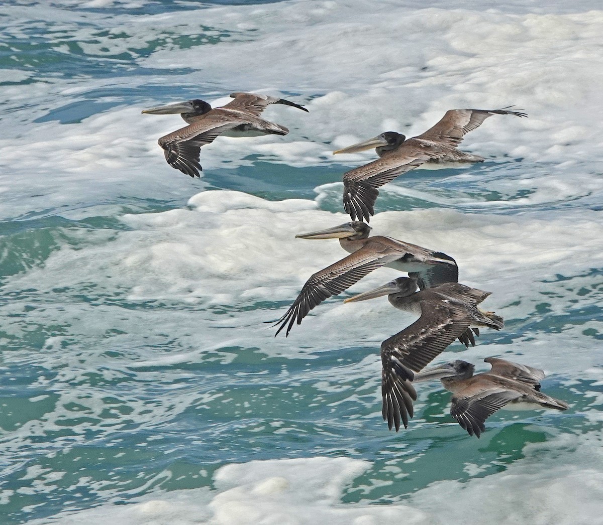 Brown Pelican - ML640915173