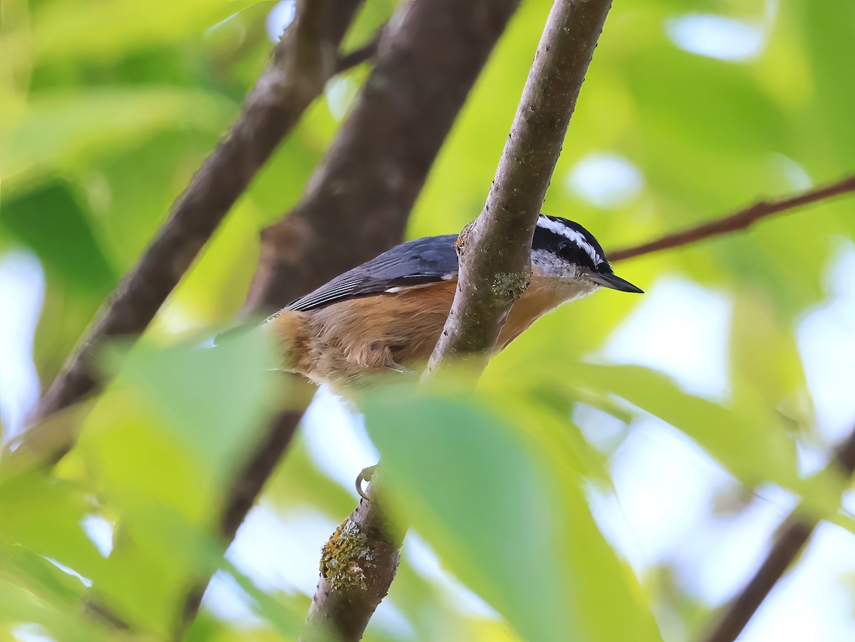 Red-breasted Nuthatch - ML640915187