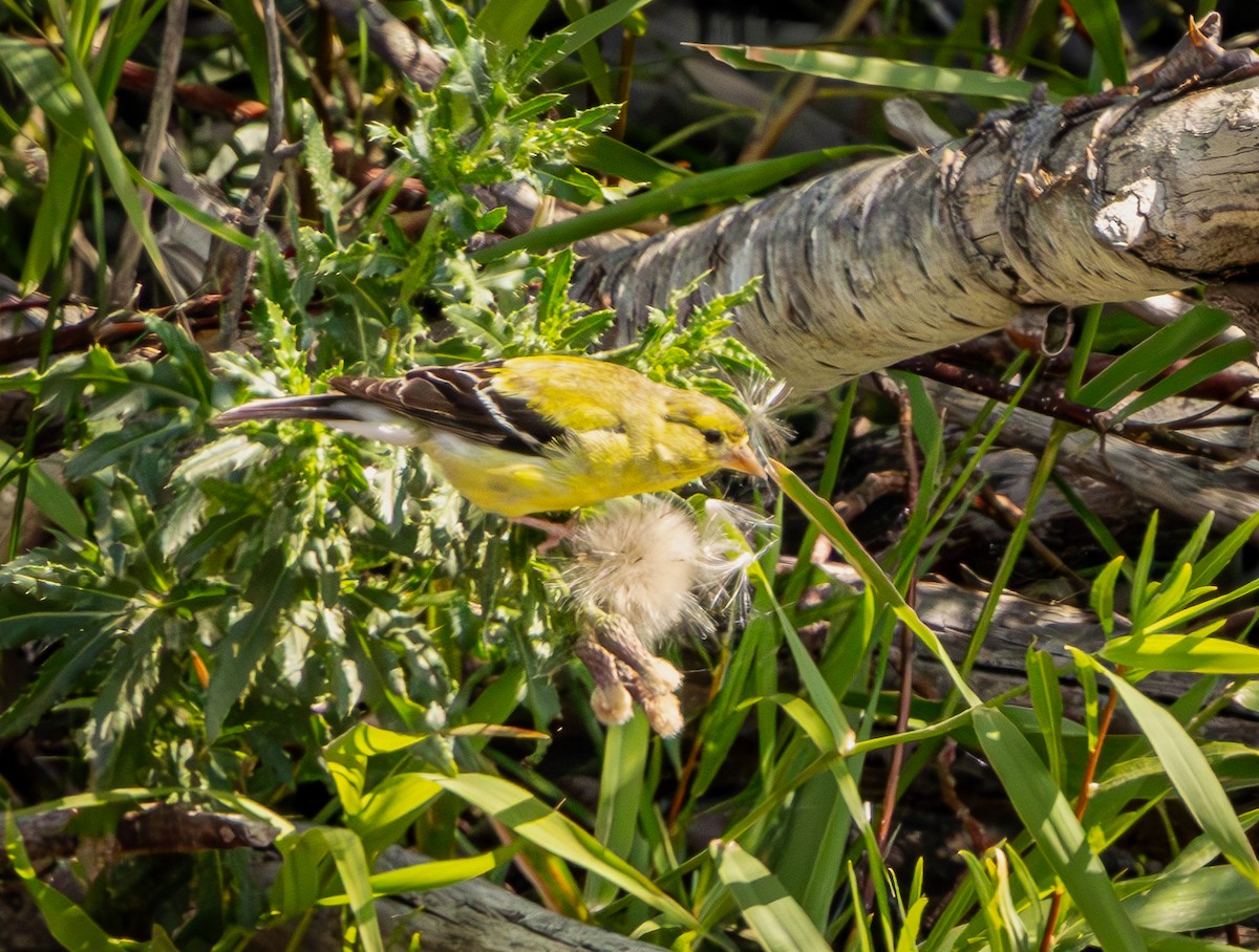 American Goldfinch - ML640915209