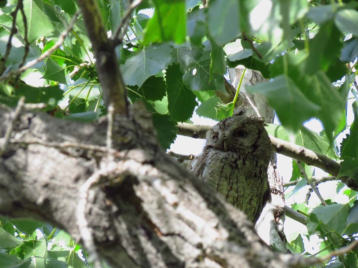 Eastern Screech-Owl - ML64091521