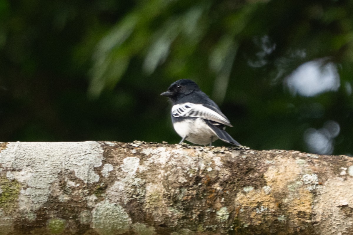 White-bellied Tit - ML640915278