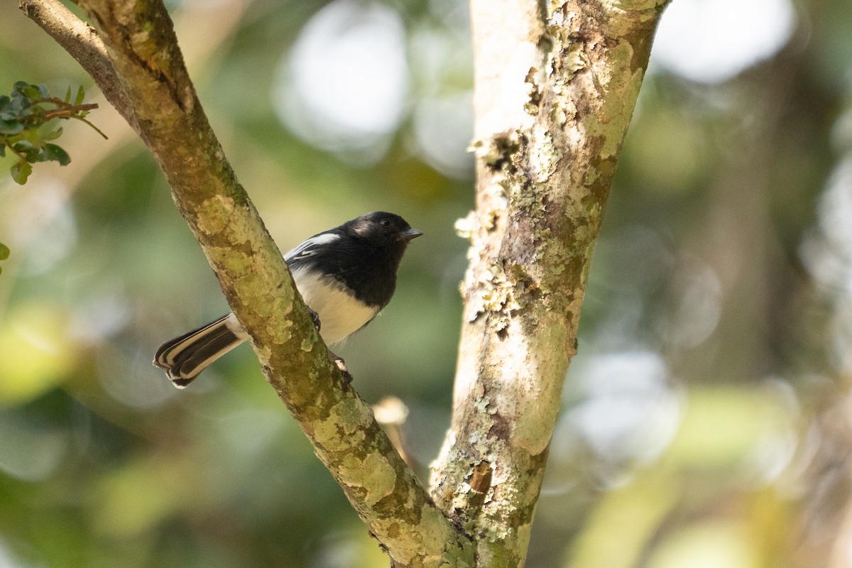 White-bellied Tit - ML640915279