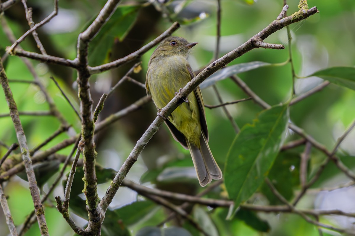 Serra do Mar Tyrant-Manakin - ML640915293