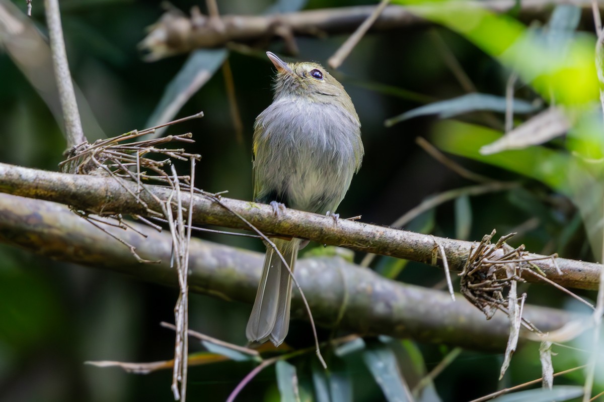 Drab-breasted Pygmy-Tyrant - ML640915299