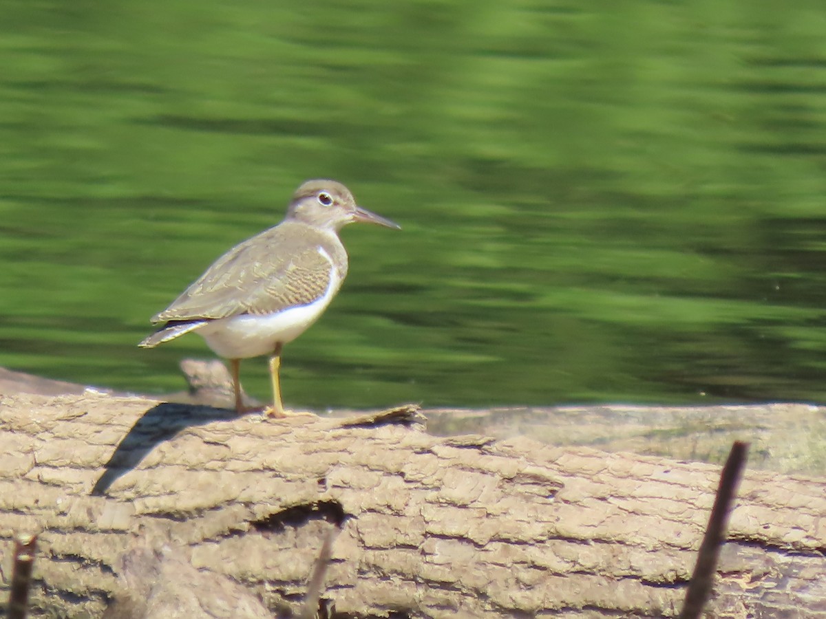 Spotted Sandpiper - ML640915304