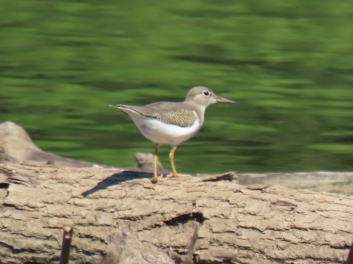 Spotted Sandpiper - ML640915320