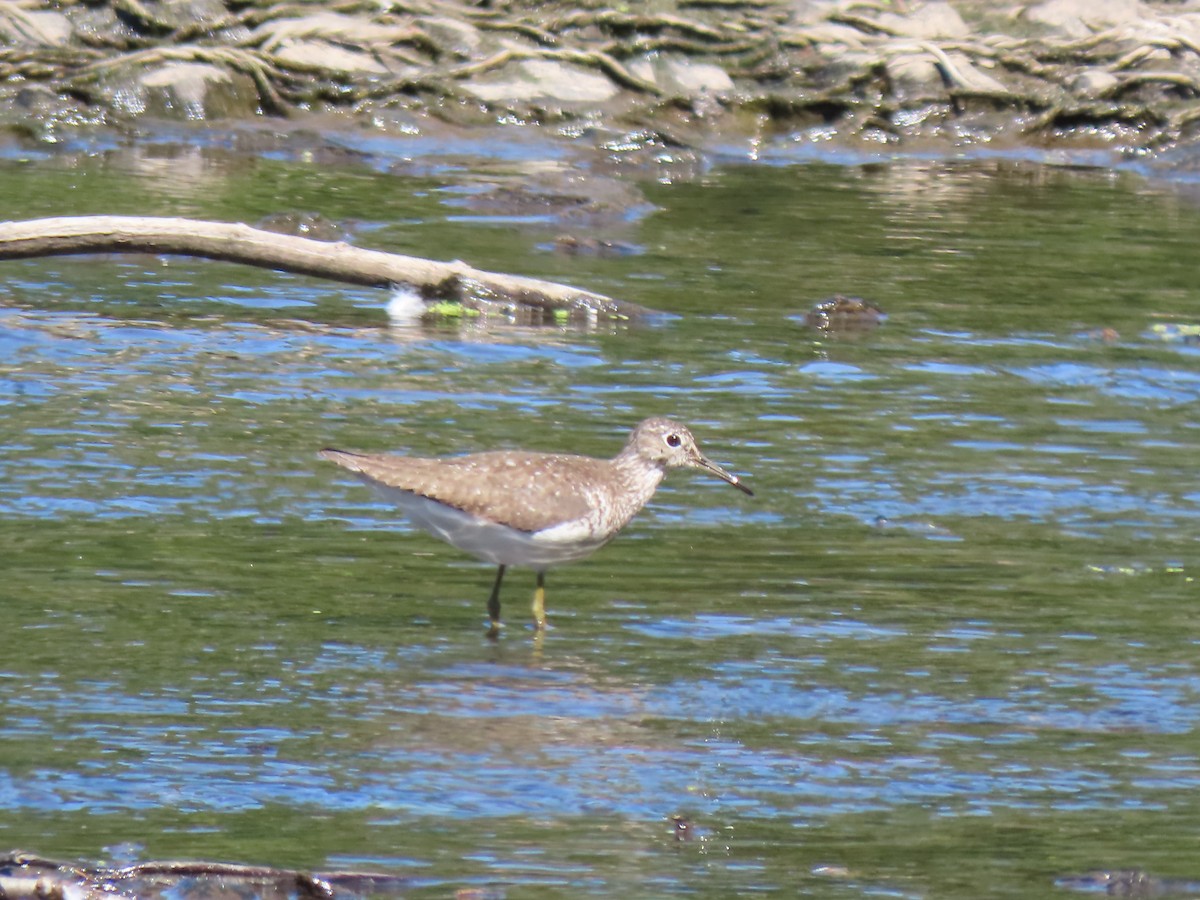 Solitary Sandpiper - ML640915325