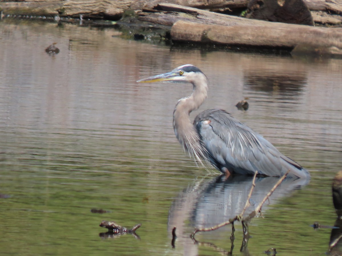 Great Blue Heron - ML640915341