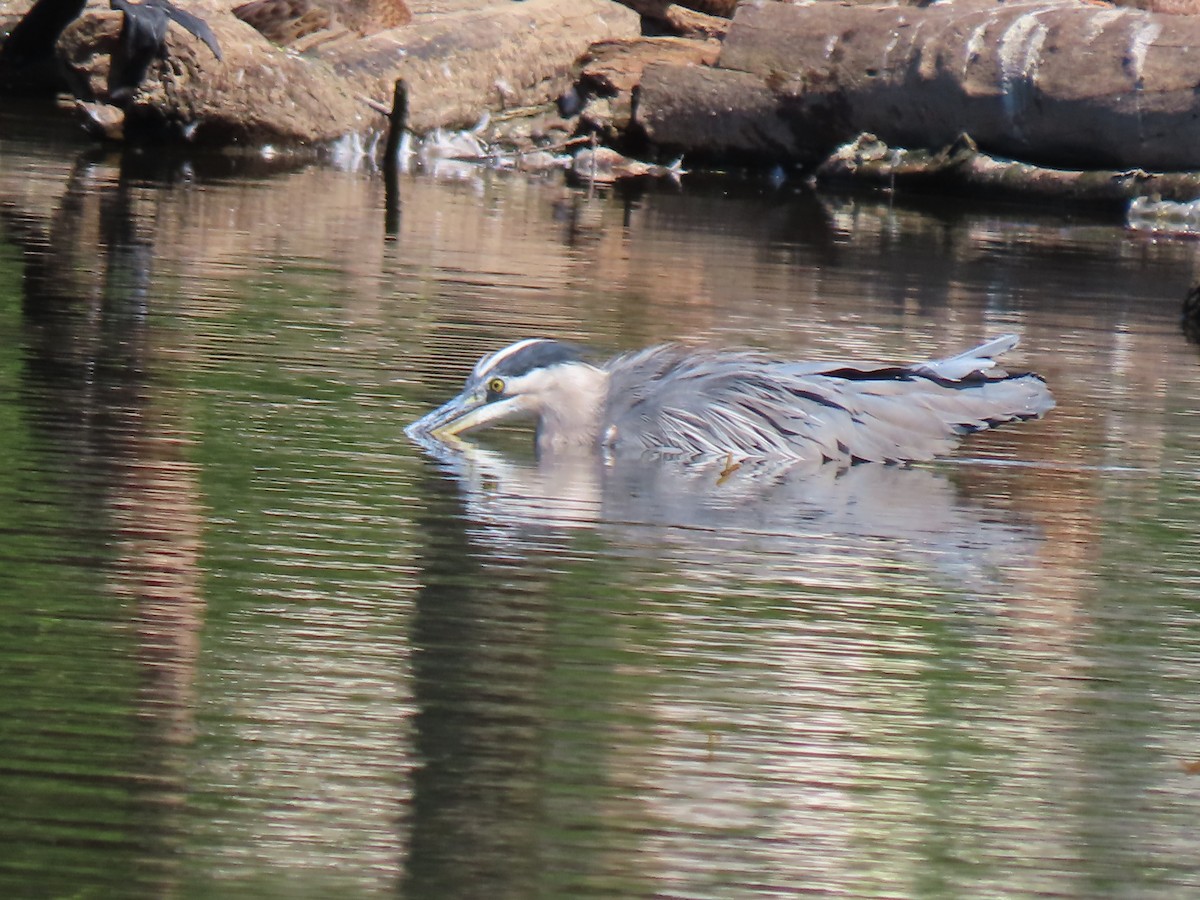 Great Blue Heron - ML640915346
