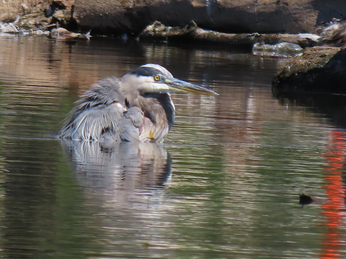 Great Blue Heron - ML640915356