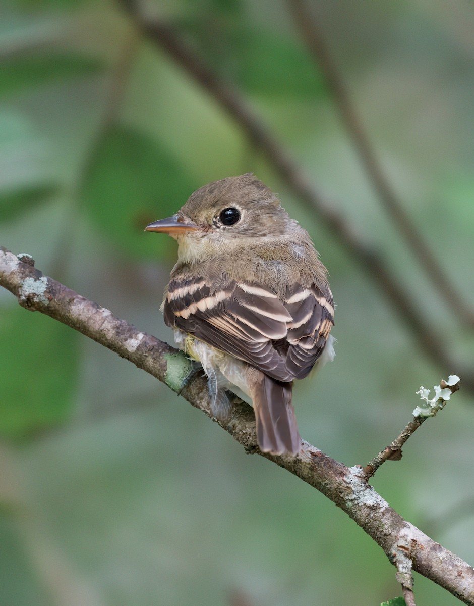Піві-малюк оливковий - ML640915360