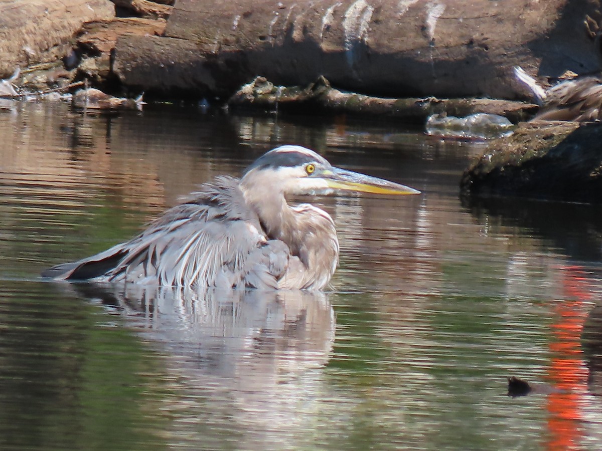 Great Blue Heron - ML640915362