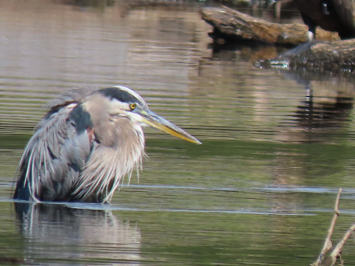 Great Blue Heron - ML640915371