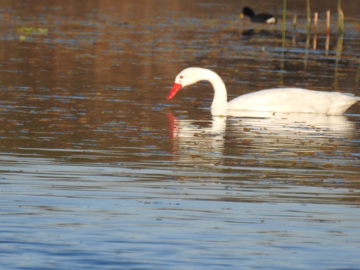 Coscoroba Swan - ML640915390