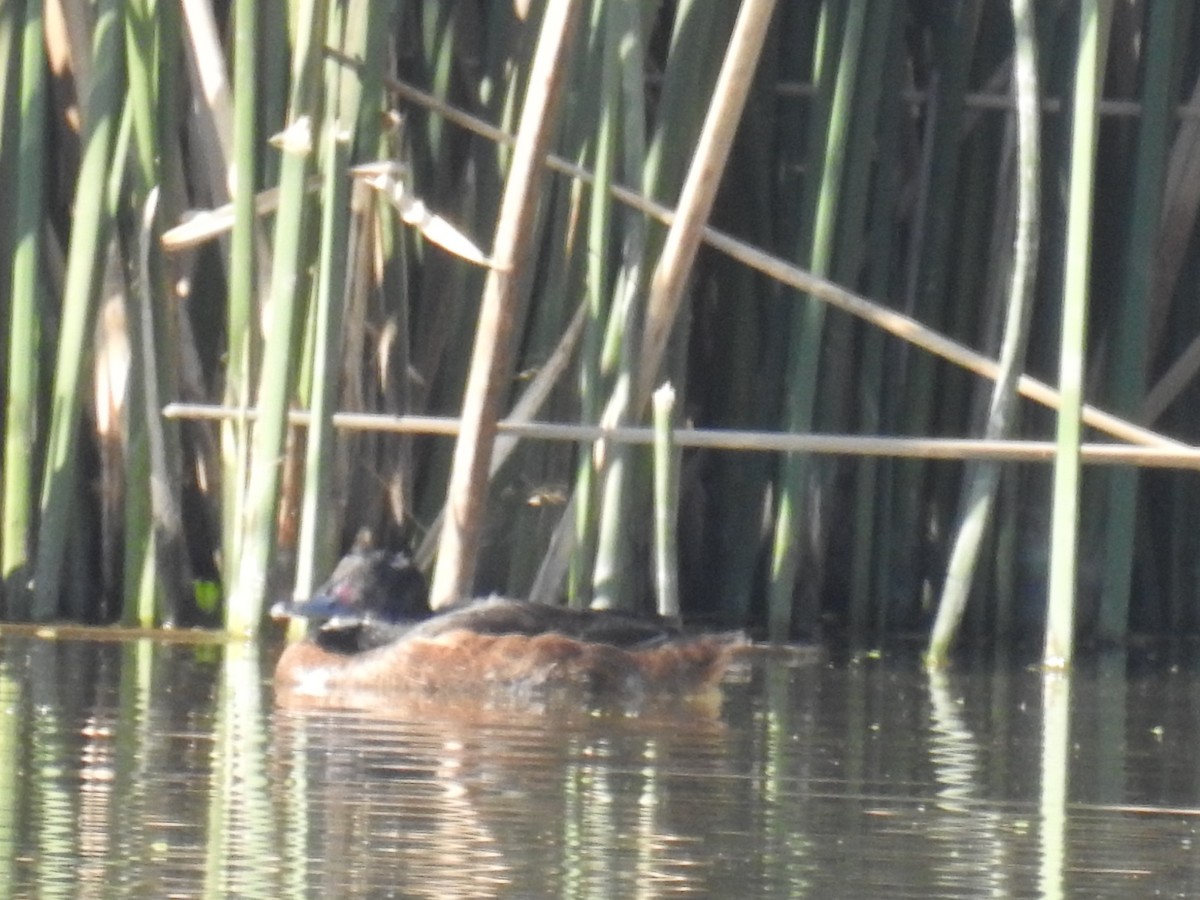 Black-headed Duck - ML640915508