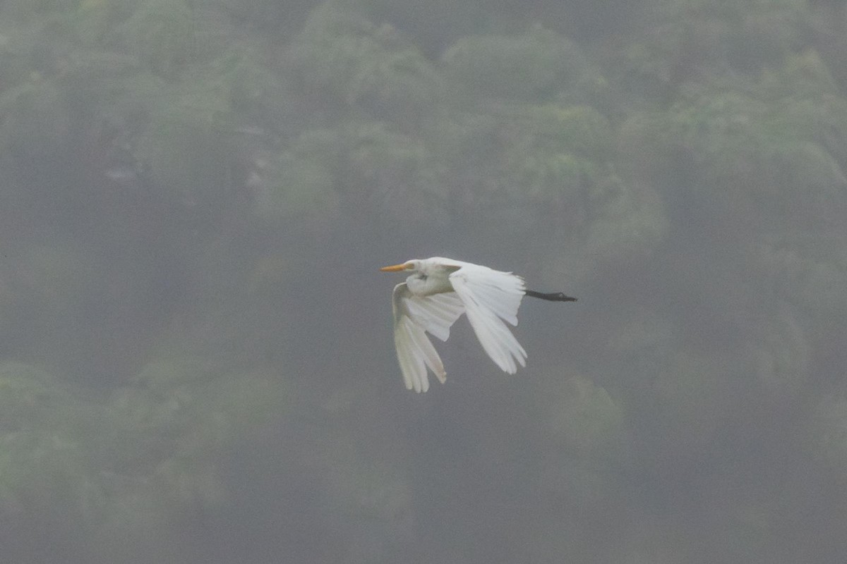 Yellow-billed/Medium Egret - ML640915582