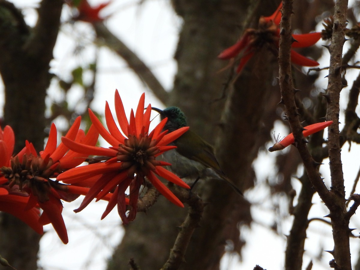 Green-headed Sunbird - ML640915597