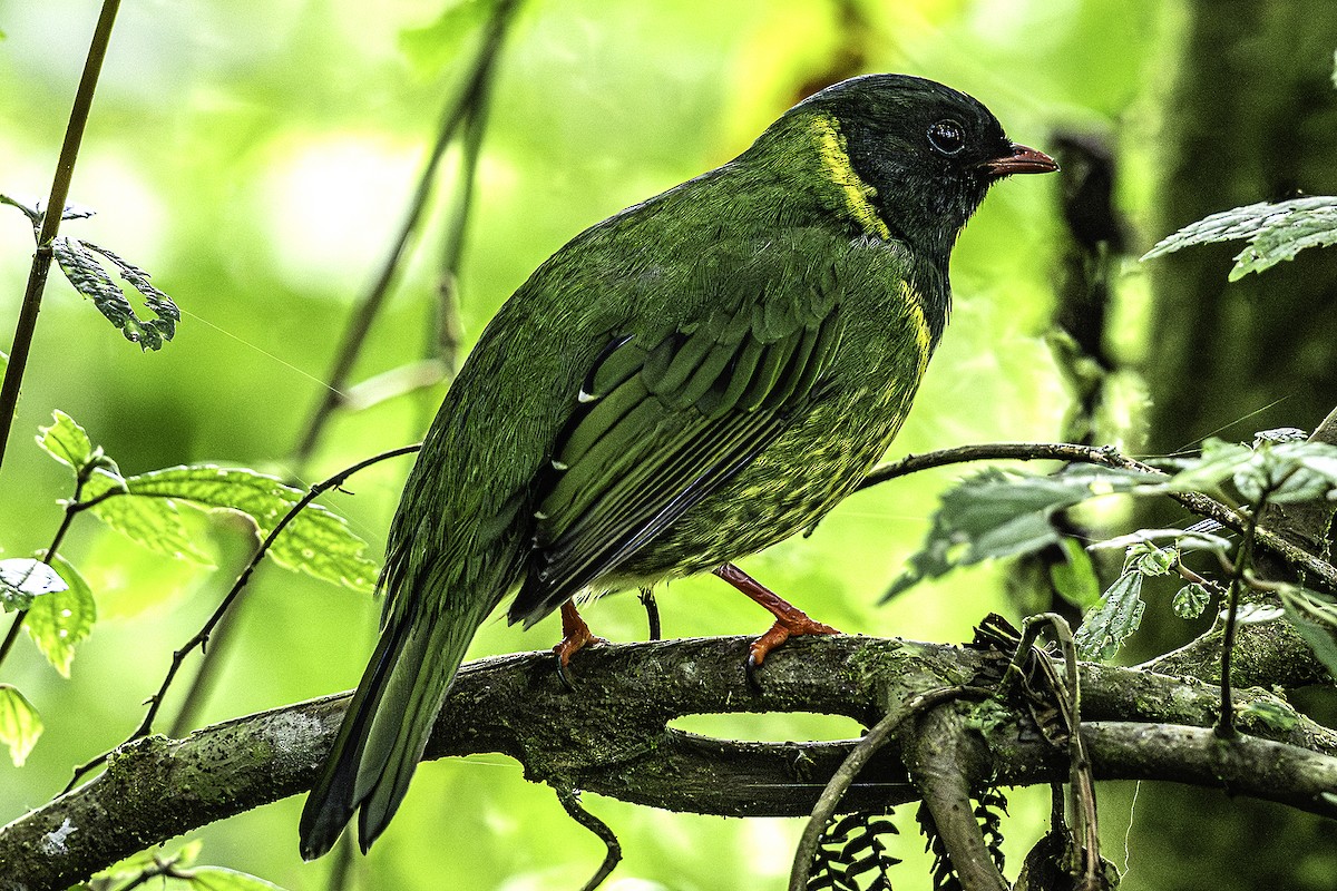 Cotinga vert et noir - ML640915602