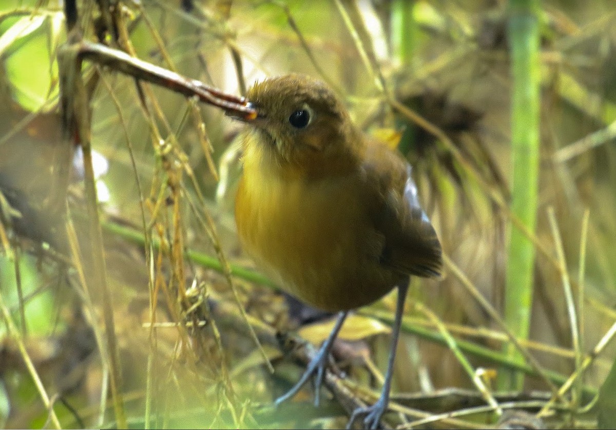 Sierra Nevada Antpitta - ML640915619