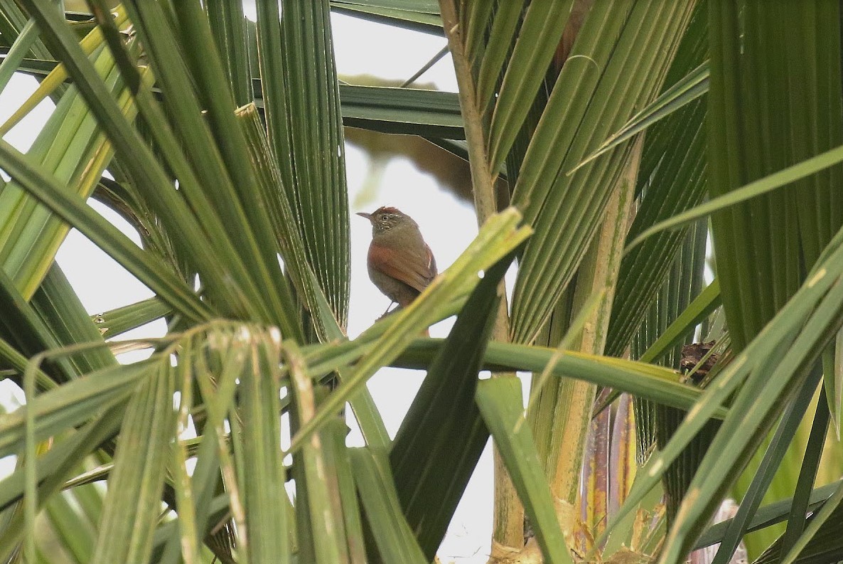 Streak-capped Spinetail - ML640915635