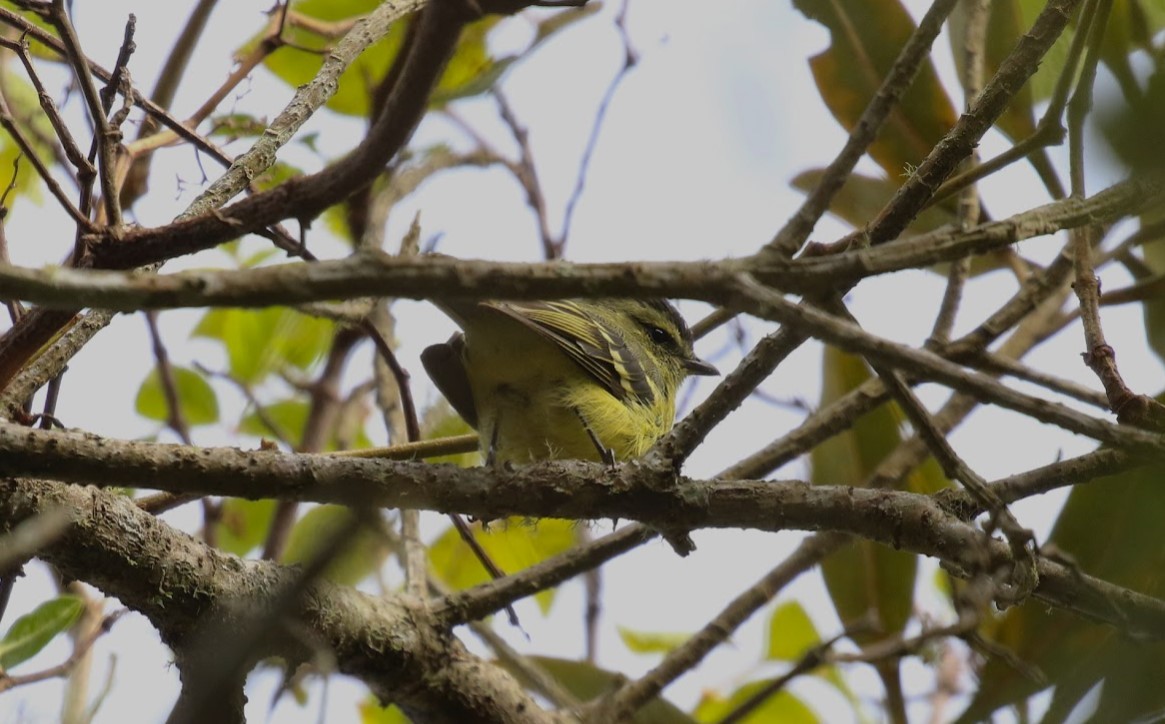 Brown-capped Tyrannulet - ML640915642