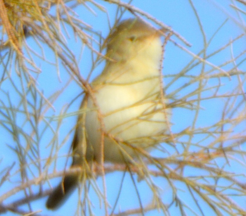Eastern Olivaceous Warbler - ML640915671