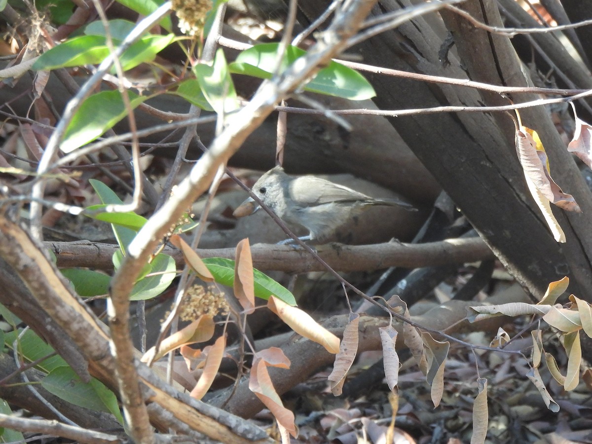 Oak Titmouse - ML640915732