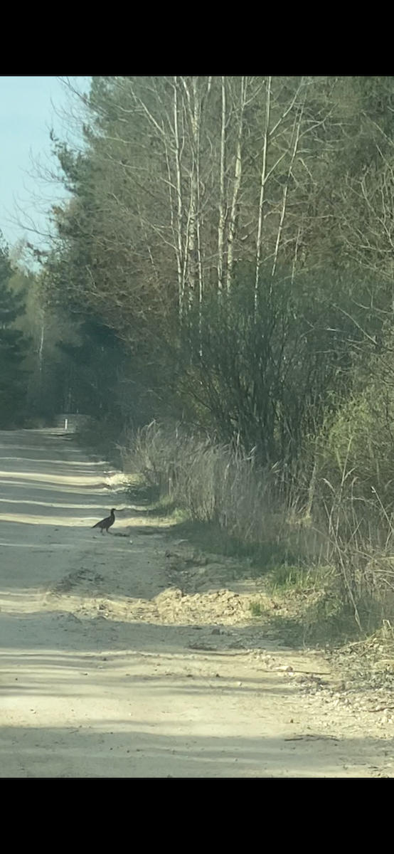 Black Grouse - ML640915760