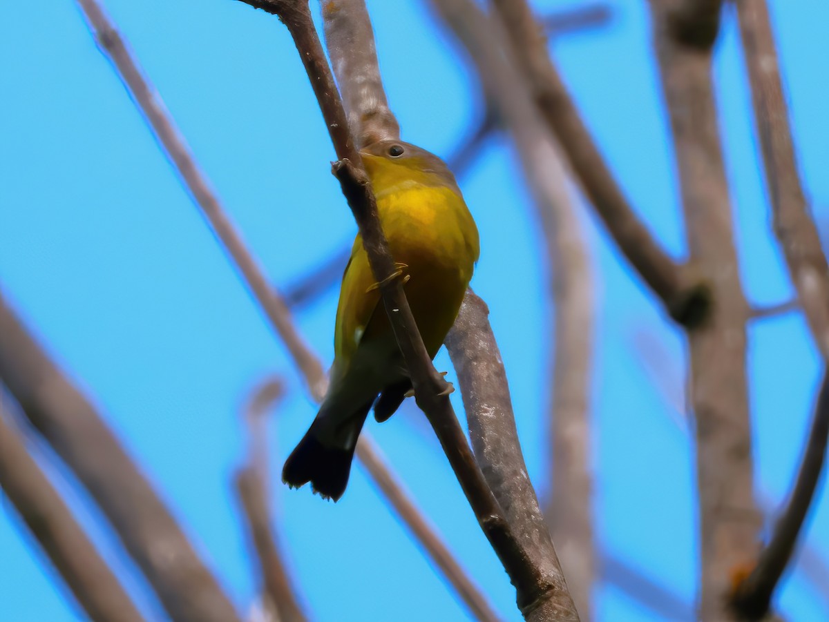 Magnolia Warbler - ML640915762