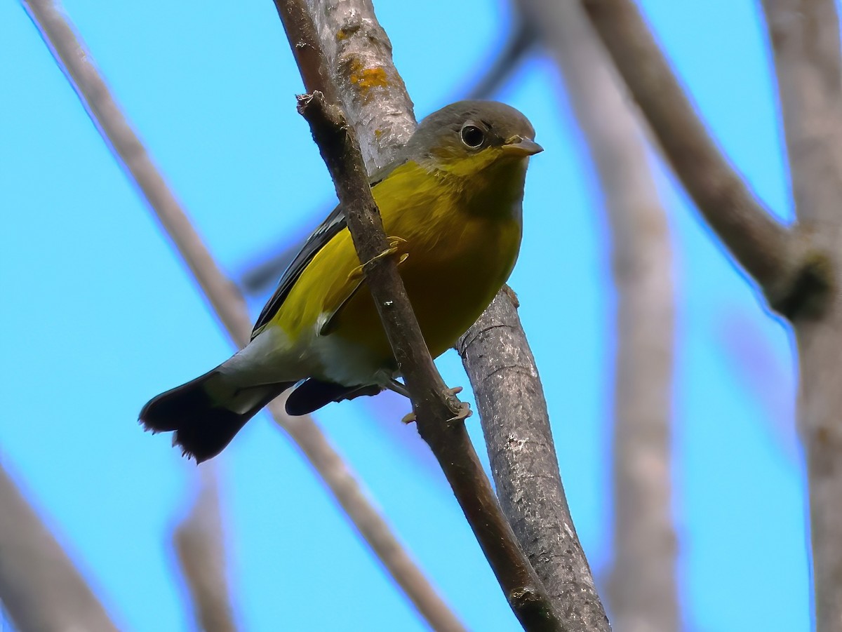 Magnolia Warbler - ML640915763