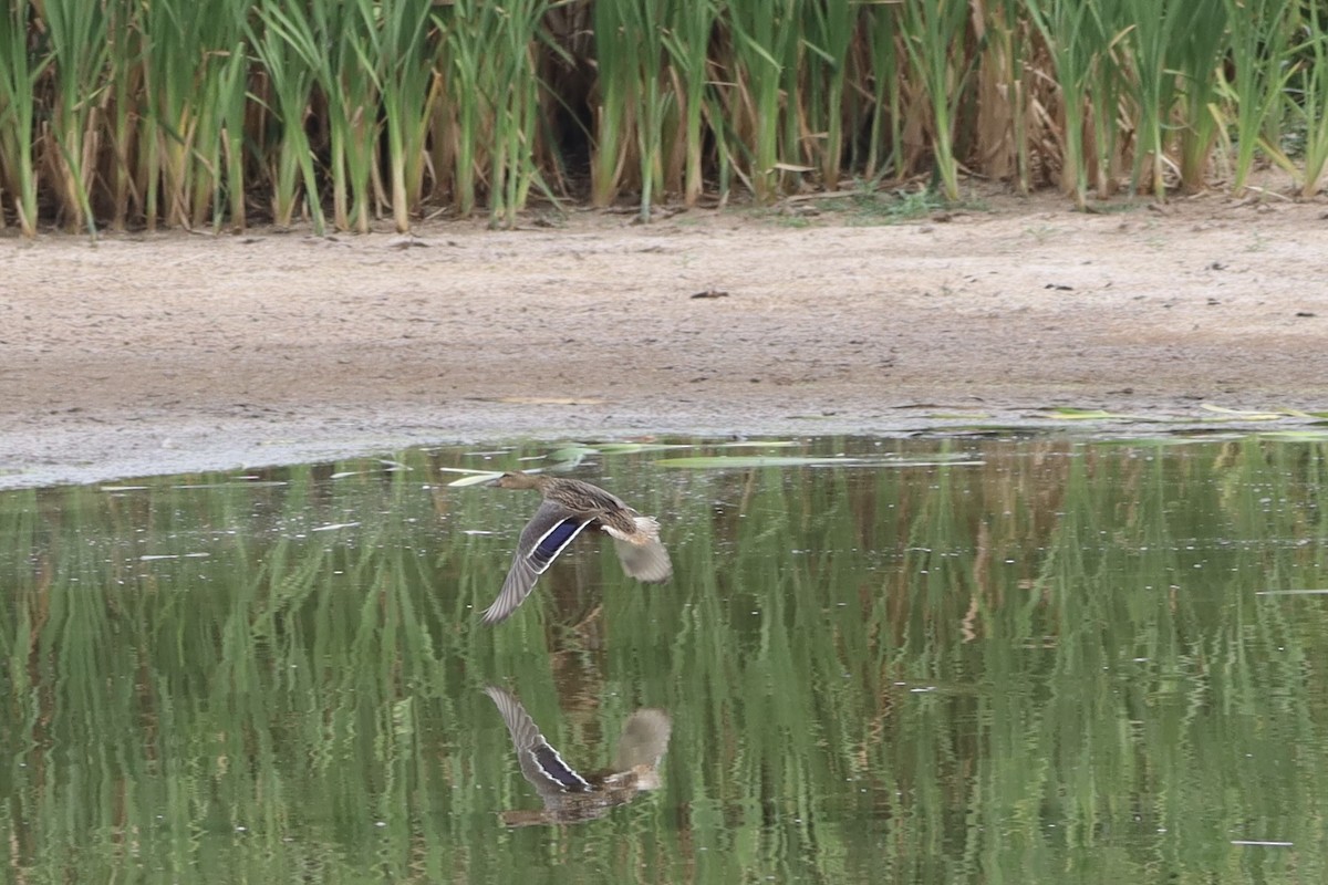 Mallard - ML640915777