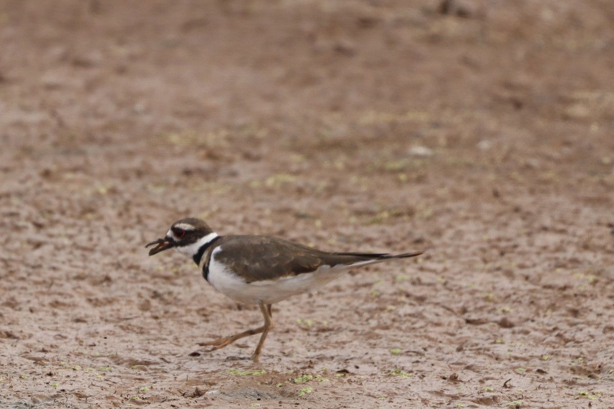 Killdeer - ML640915798
