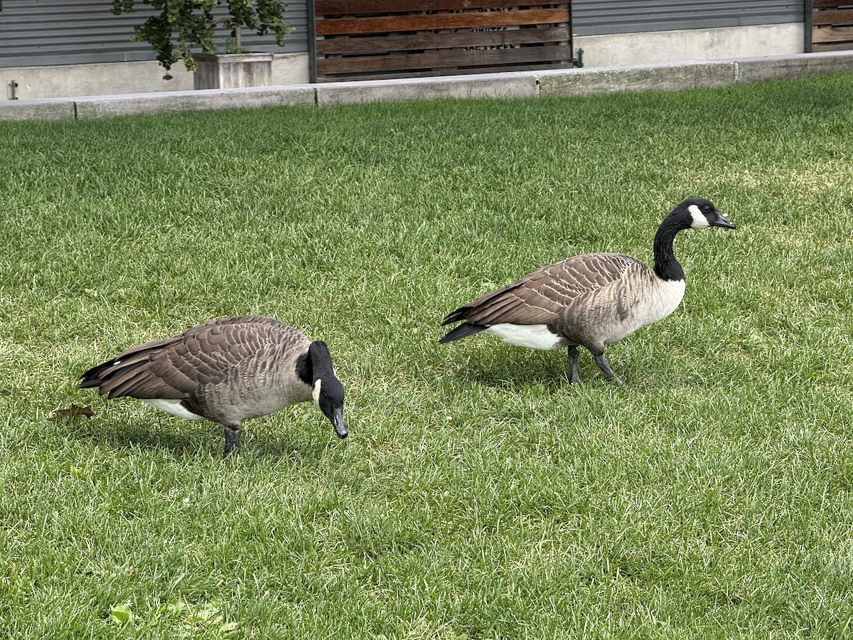 Canada Goose - ML640915802