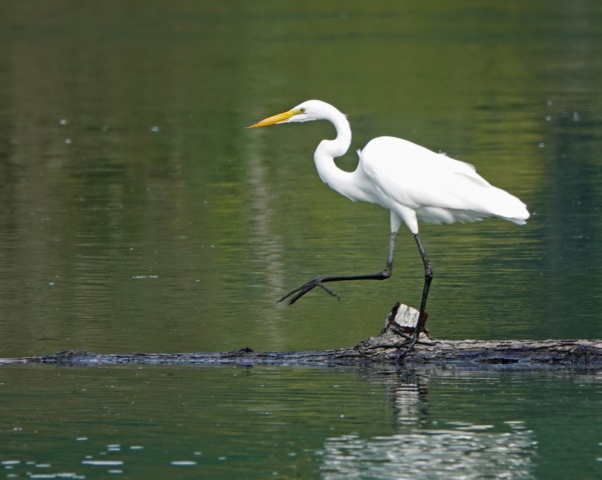 Цасч дэглий - ML640915803