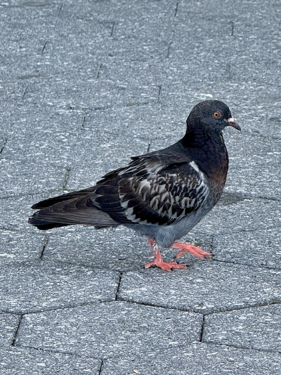Rock Pigeon (Feral Pigeon) - ML640915804