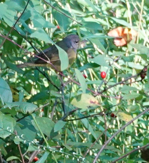 Mourning Warbler - ML640915807