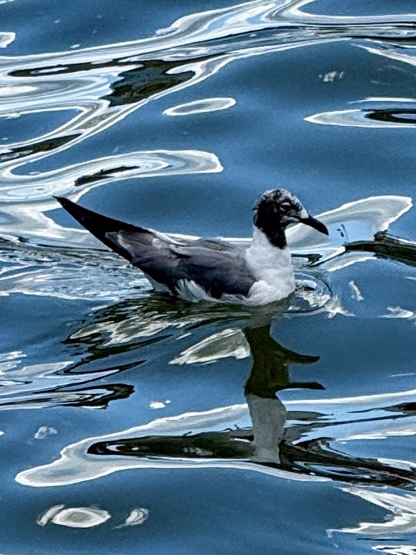 Laughing Gull - ML640915808