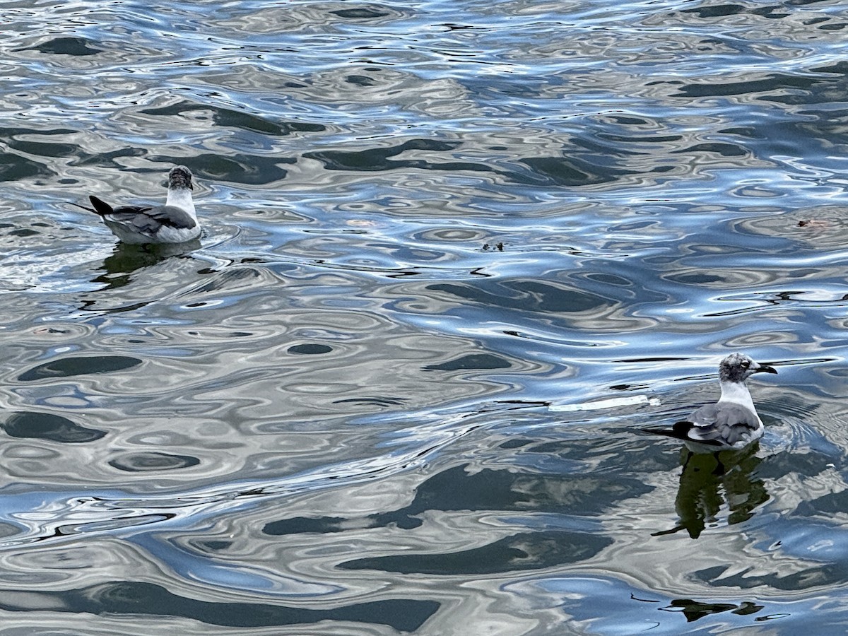 Laughing Gull - ML640915809